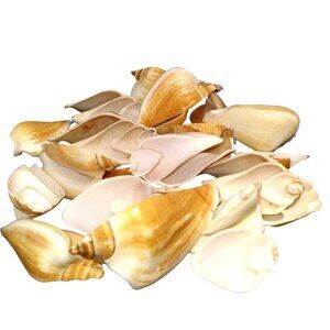 Vintage Canarium Half Cut Shells 21 Pieces For Crafts & Collectors